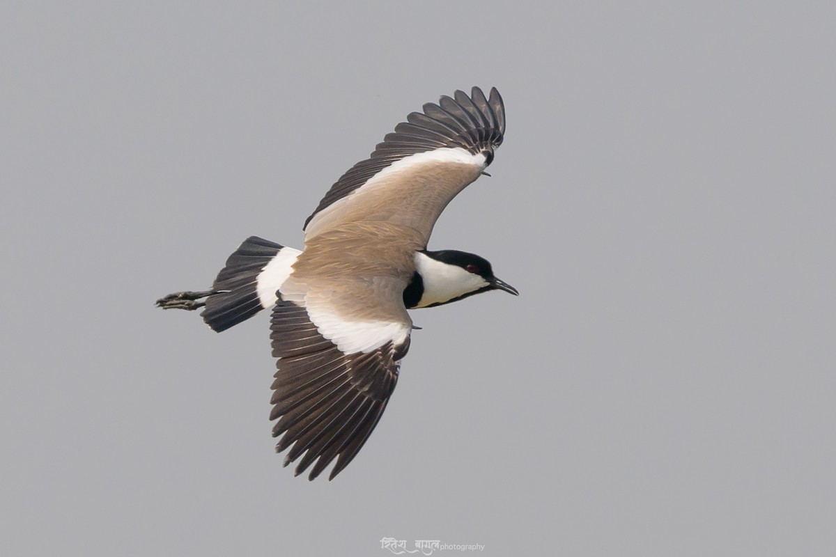 Spur-winged Lapwing - ML617036070
