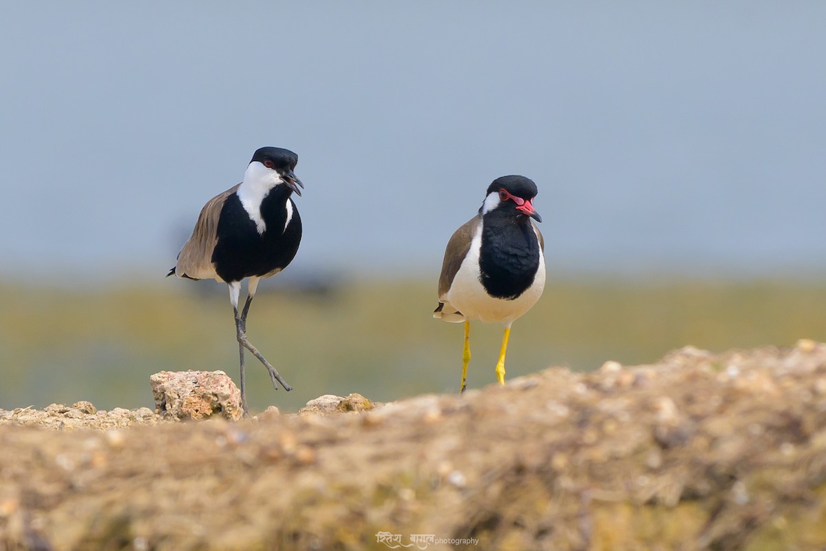 Spur-winged Lapwing - ML617036071
