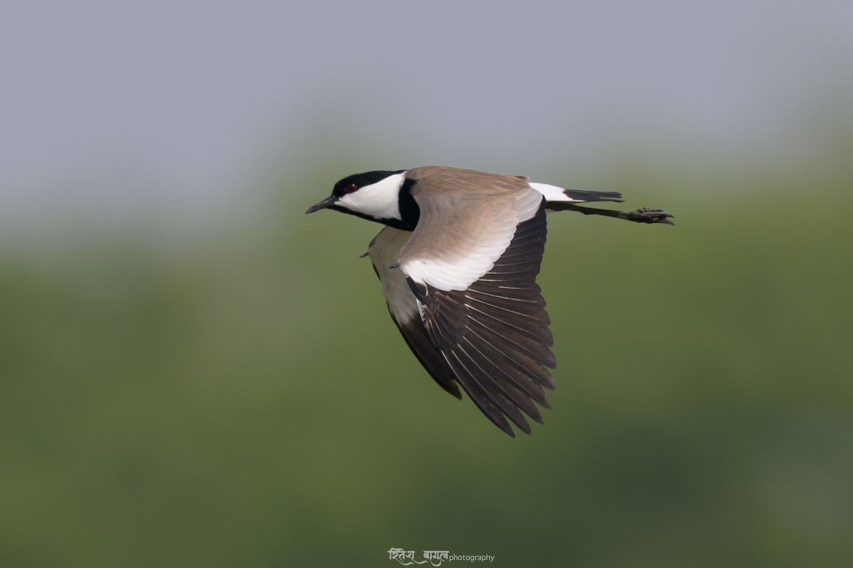 Spur-winged Lapwing - ML617036073