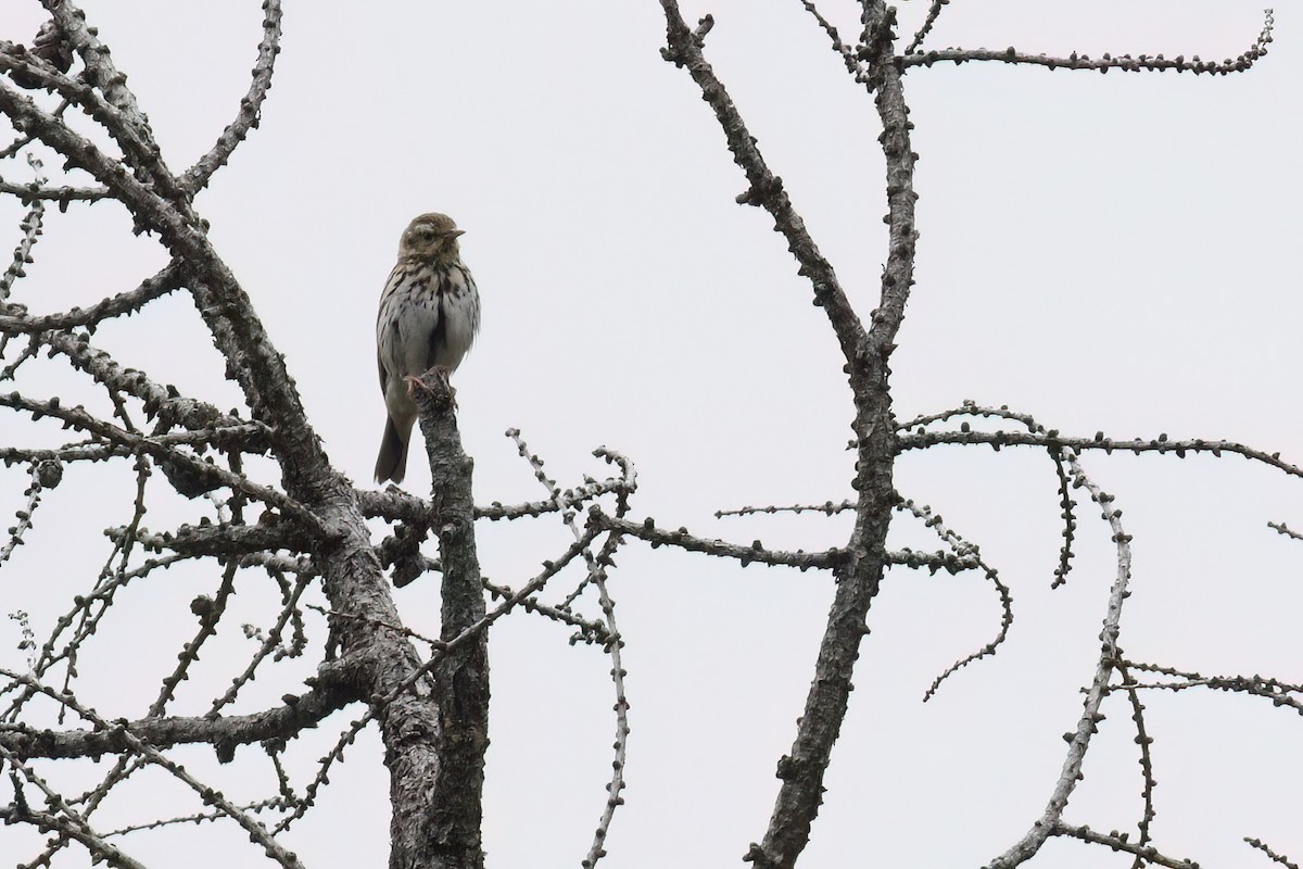 Olive-backed Pipit - ML617036082