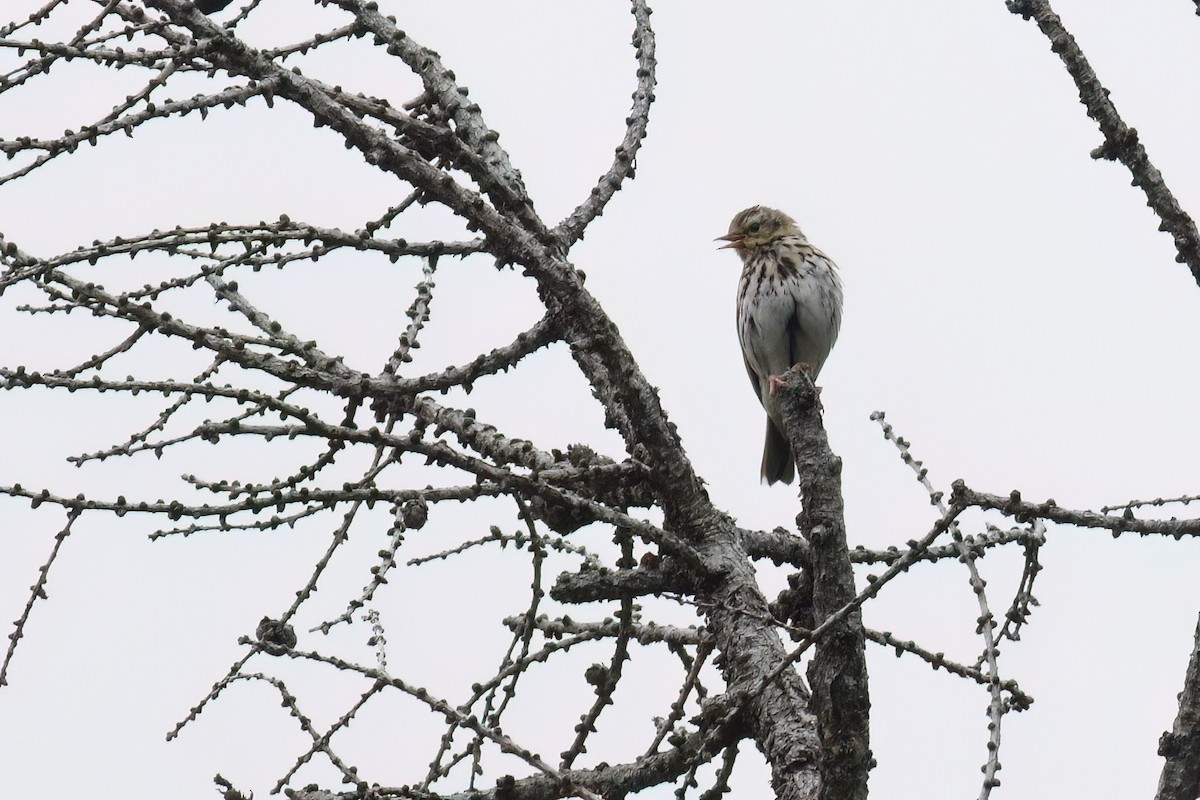 Olive-backed Pipit - ML617036083
