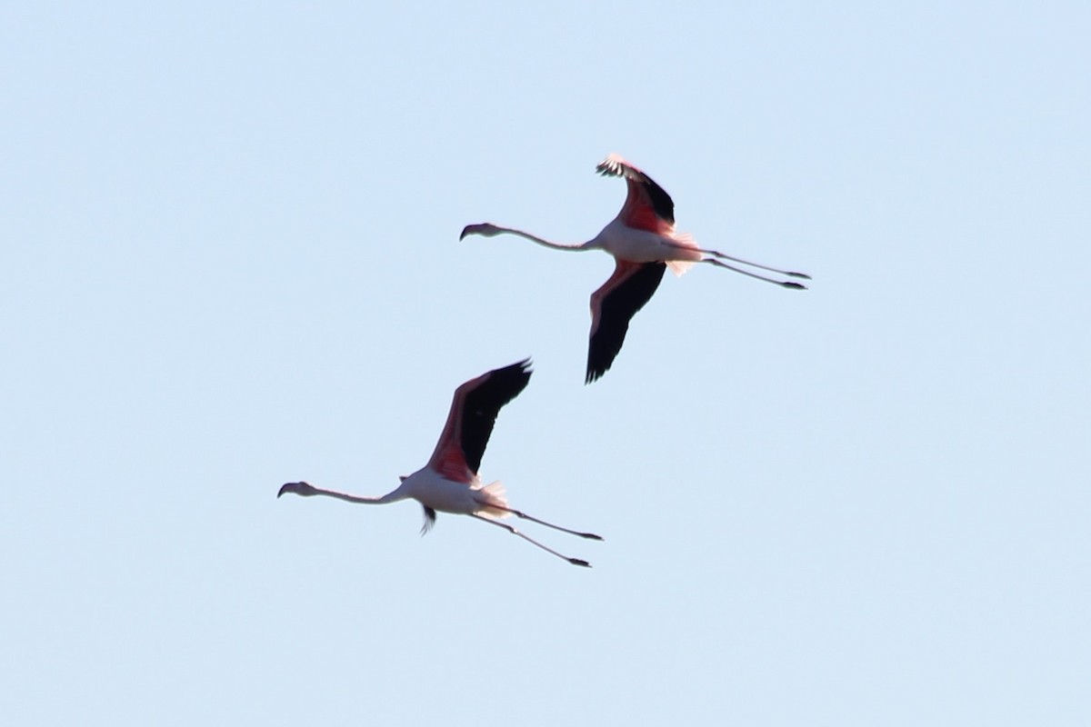 Greater Flamingo - ML617036084
