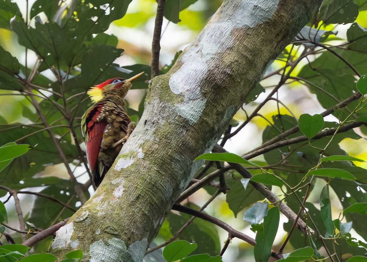 Crimson-winged Woodpecker - ML617036110