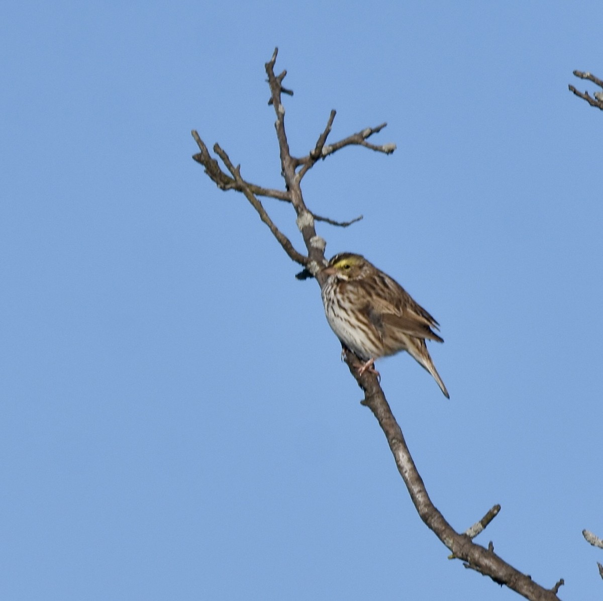 Savannah Sparrow - ML617036252