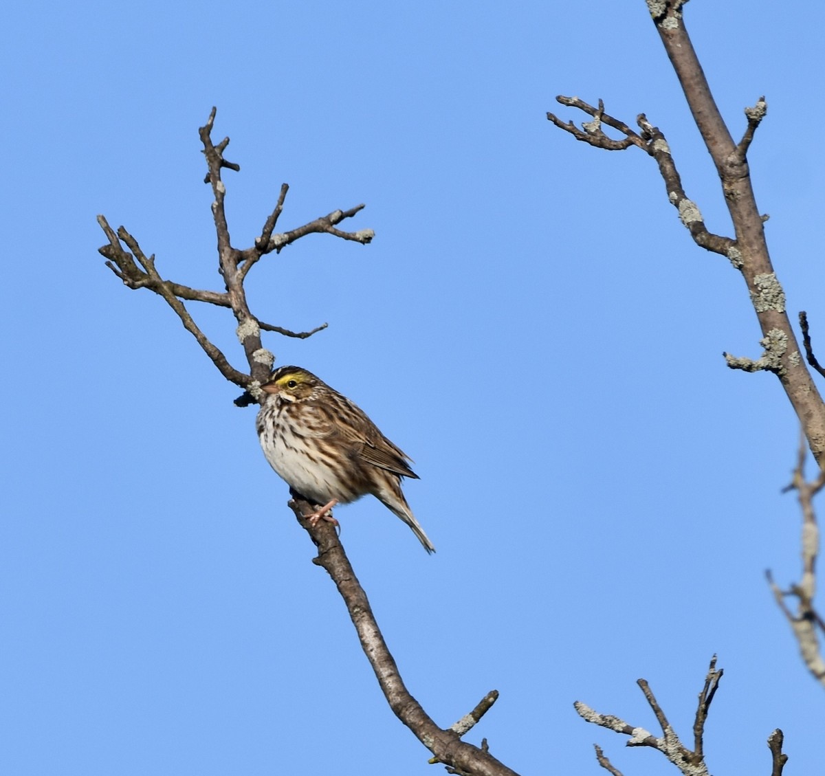 Savannah Sparrow - ML617036263