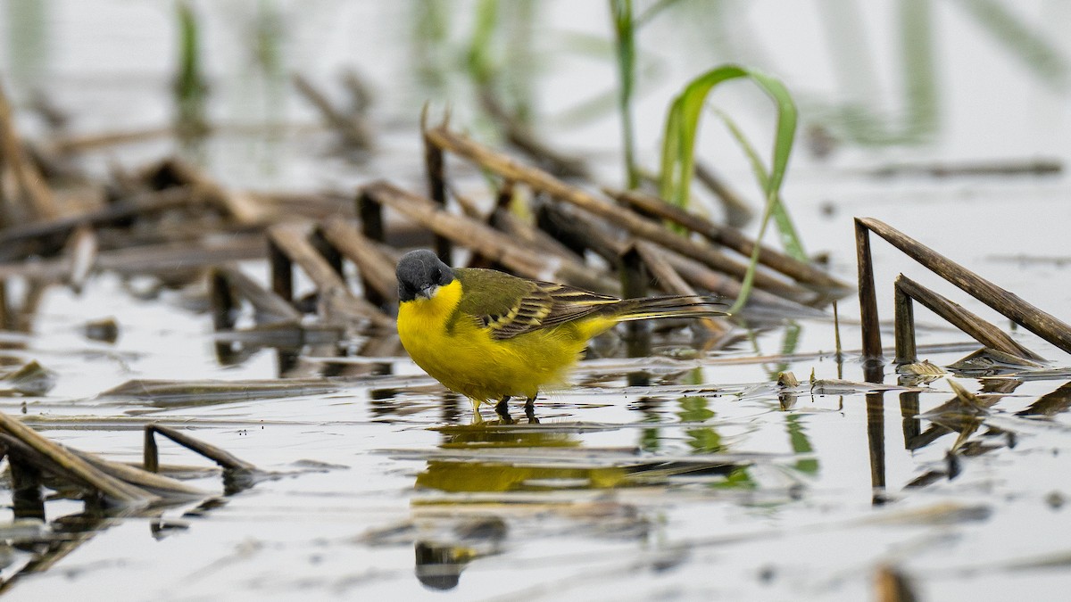 Eastern Yellow Wagtail (Manchurian) - 浙江 重要鸟讯汇整