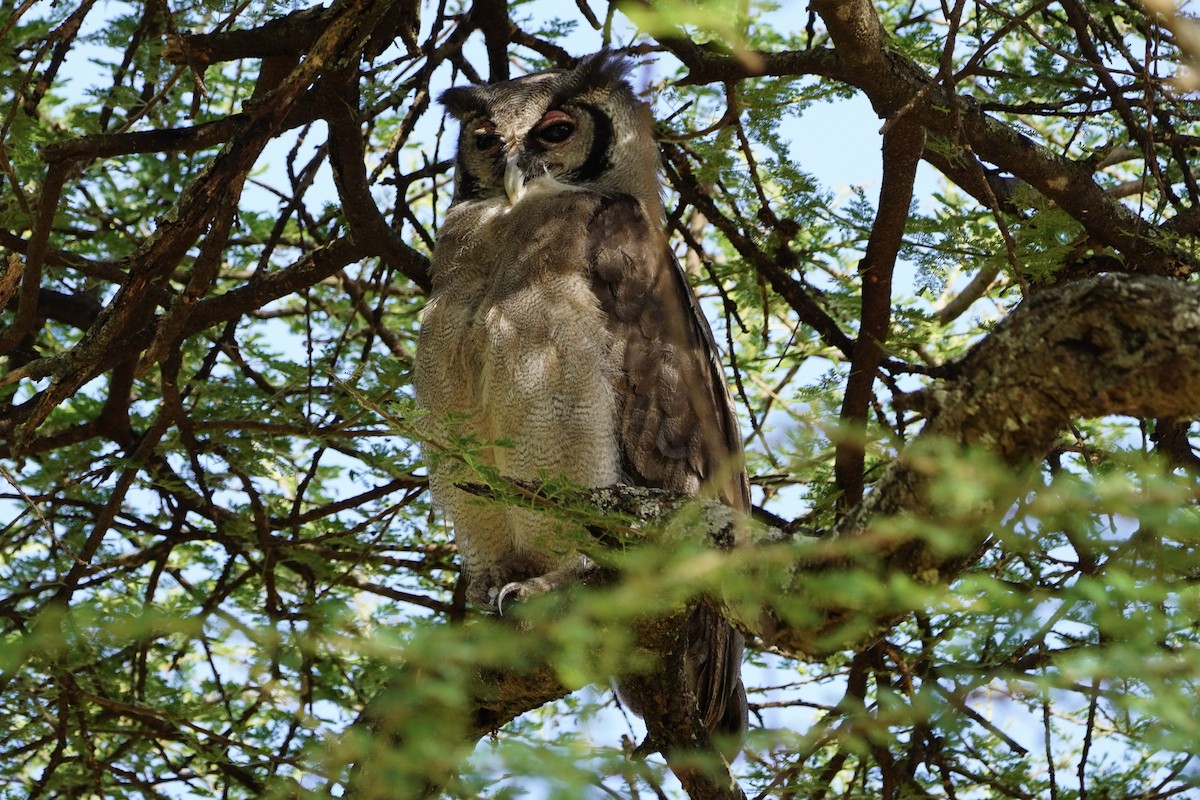 Verreaux's Eagle-Owl - ML617036273