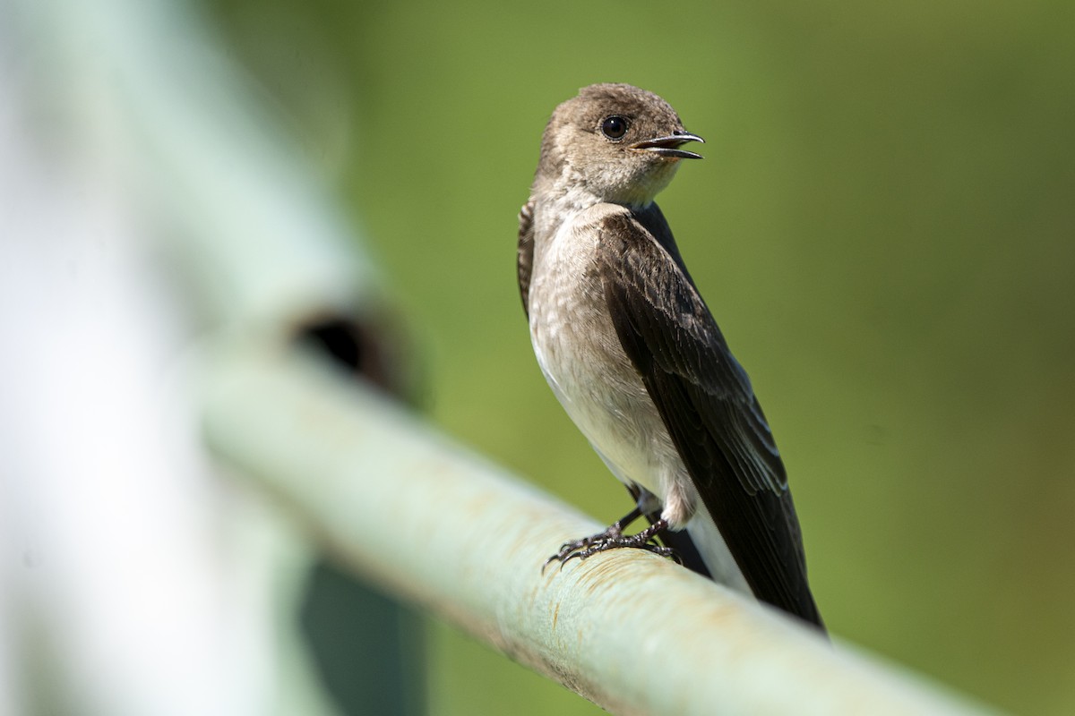 Northern Rough-winged Swallow - ML617036331