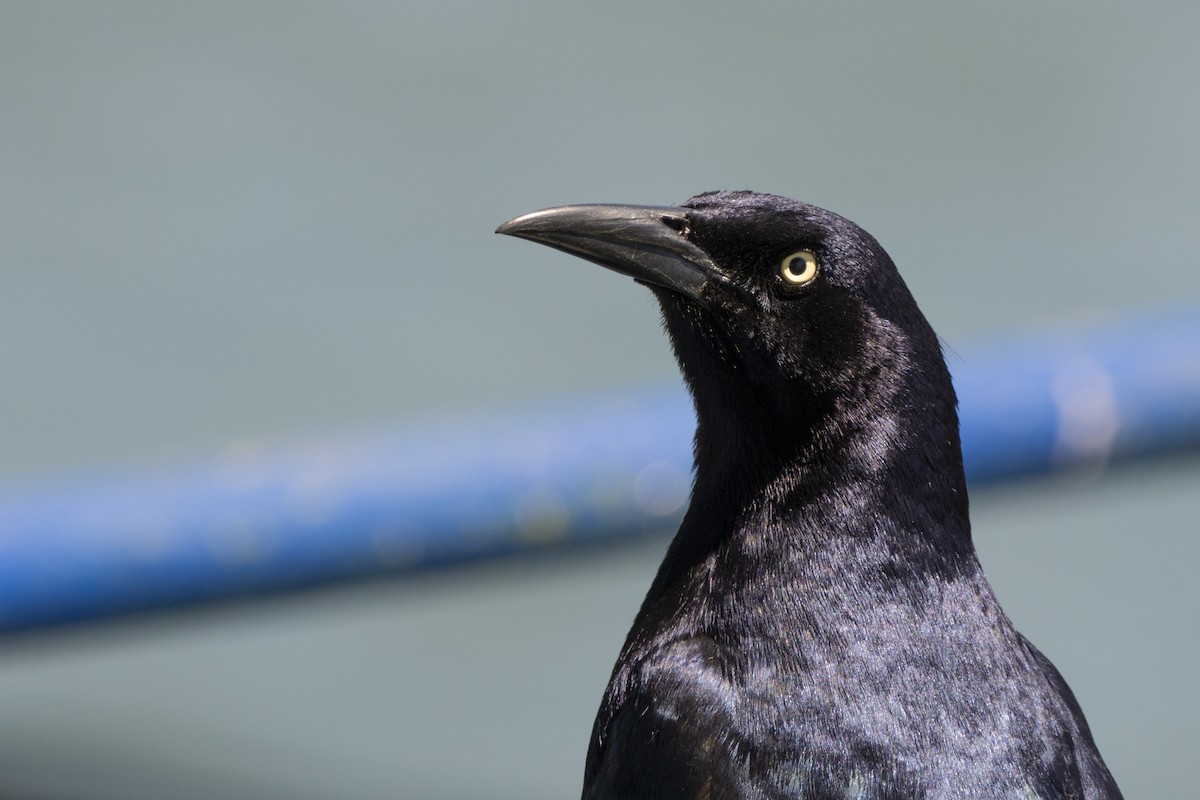 Great-tailed Grackle - ML617036354