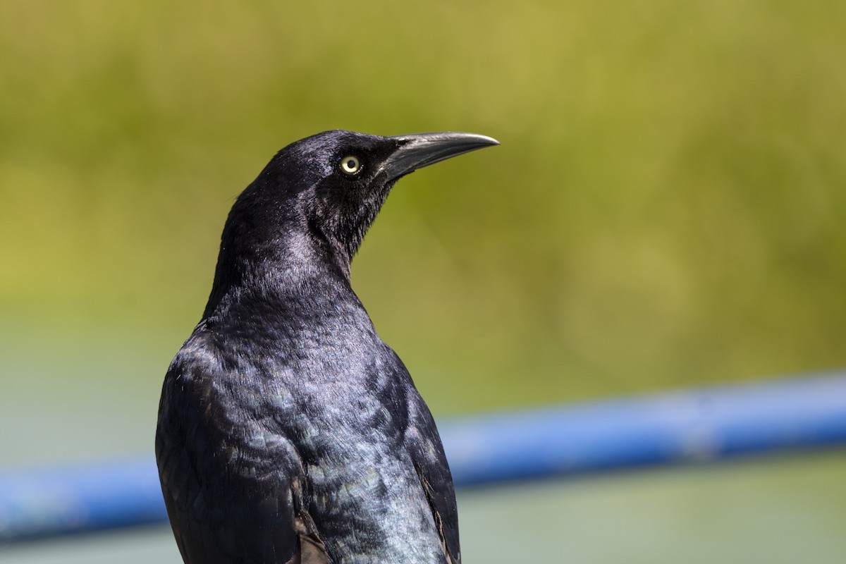Great-tailed Grackle - ML617036355