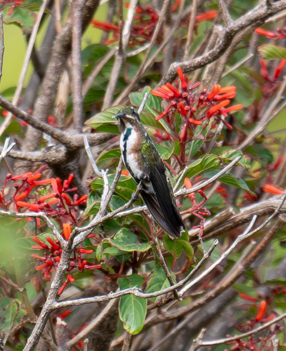kolibřík panamský - ML617036361