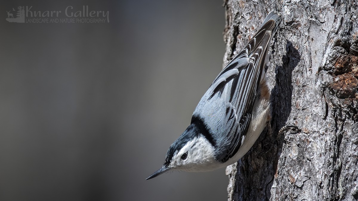 White-breasted Nuthatch - ML617036403