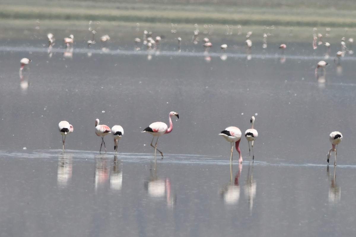 Andean Flamingo - ML617036446