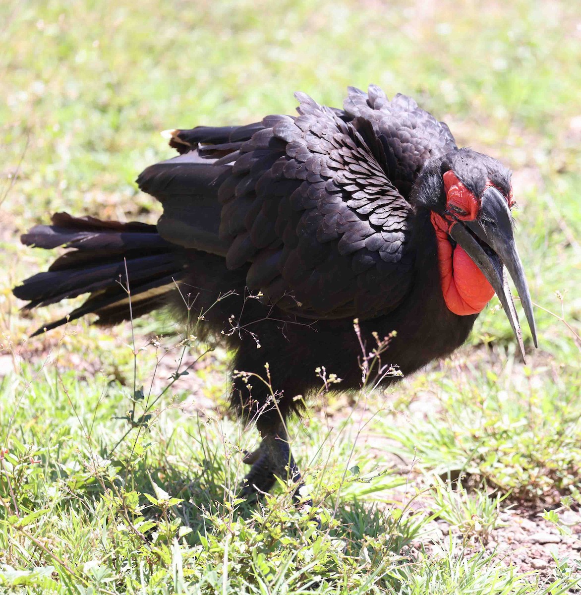 Southern Ground-Hornbill - Stanley Selkow