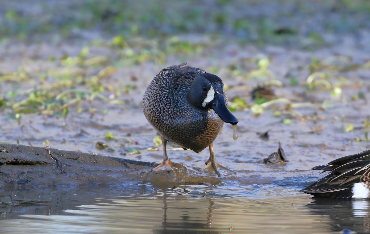 Blue-winged Teal - ML617036620