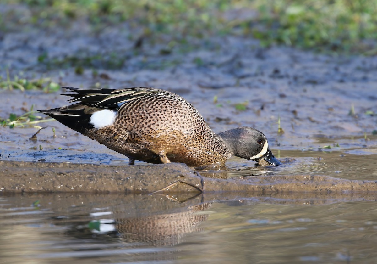 Blue-winged Teal - ML617036621