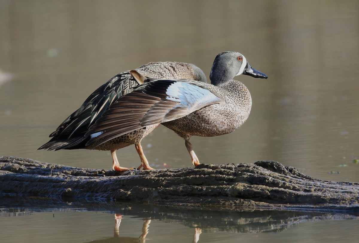 Blue-winged Teal - ML617036622