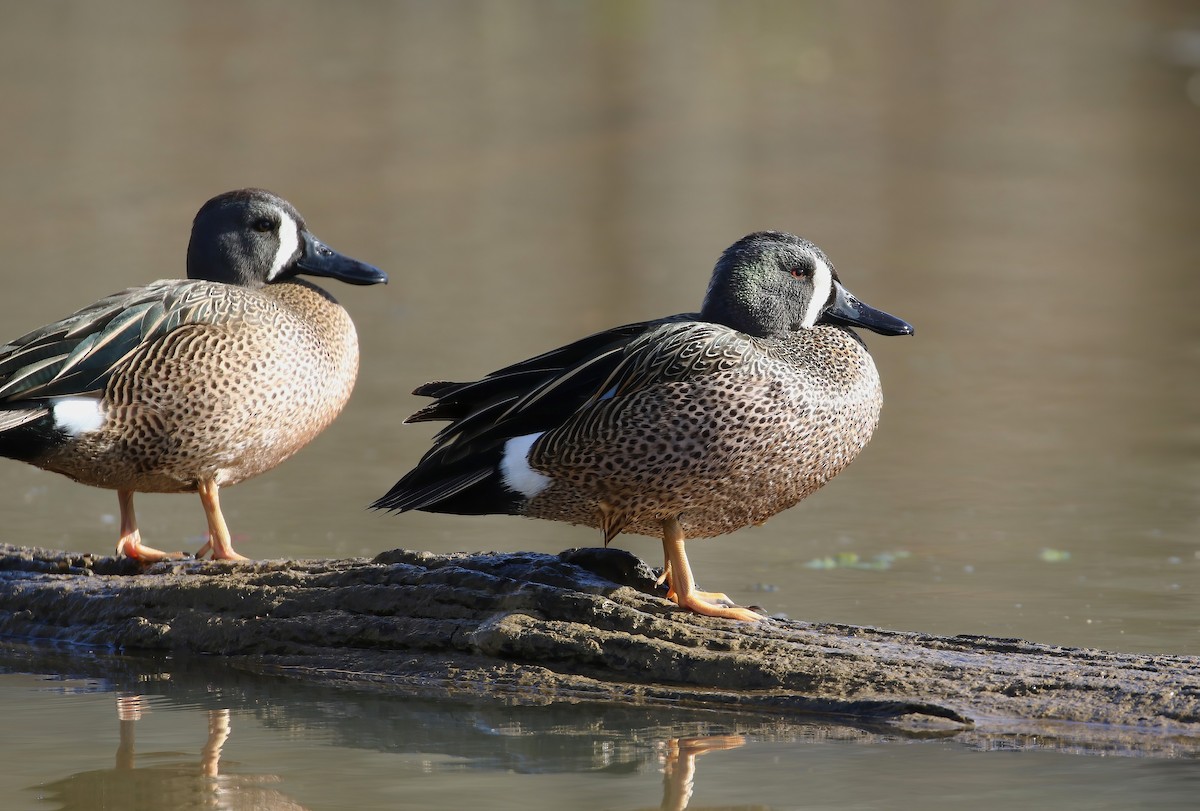 Blue-winged Teal - ML617036623