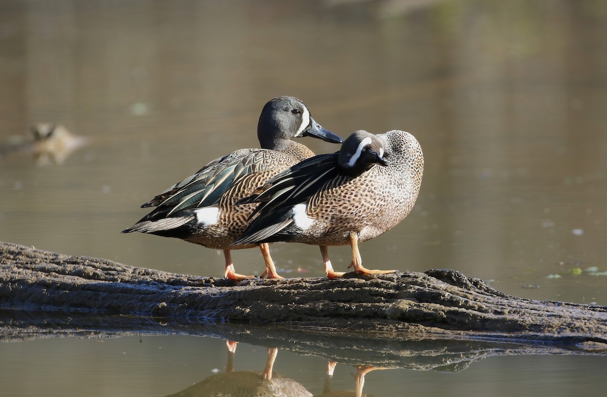 Blue-winged Teal - ML617036624