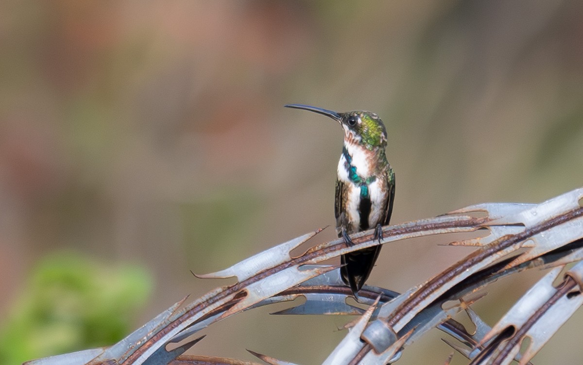 kolibřík panamský - ML617036645