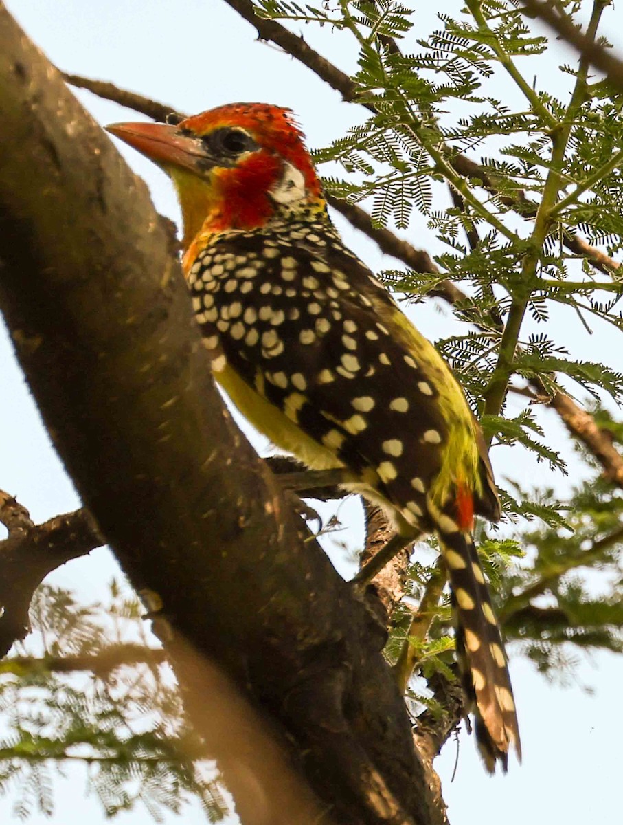 Red-and-yellow Barbet - ML617036672