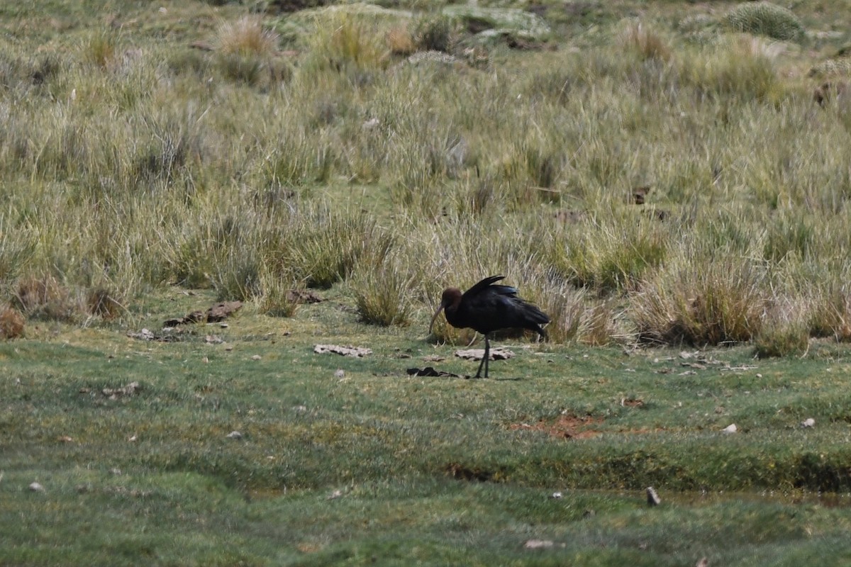 ibis andský - ML617036720