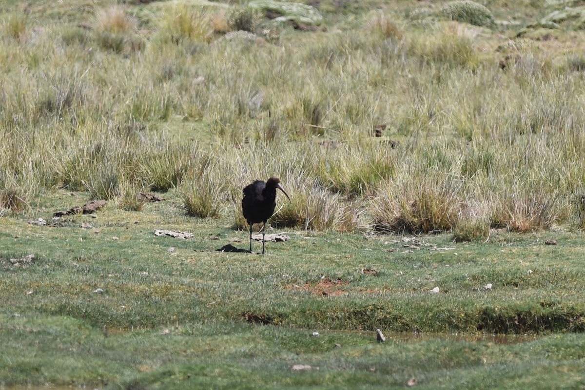 ibis andský - ML617036721