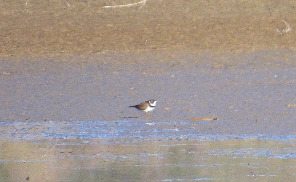 Semipalmated Plover - ML617036791