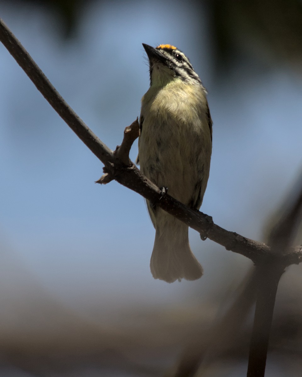 Yellow-fronted Tinkerbird - ML617036854