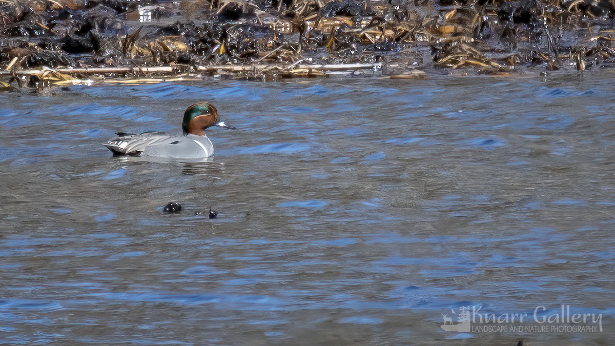 Green-winged Teal - ML617036921