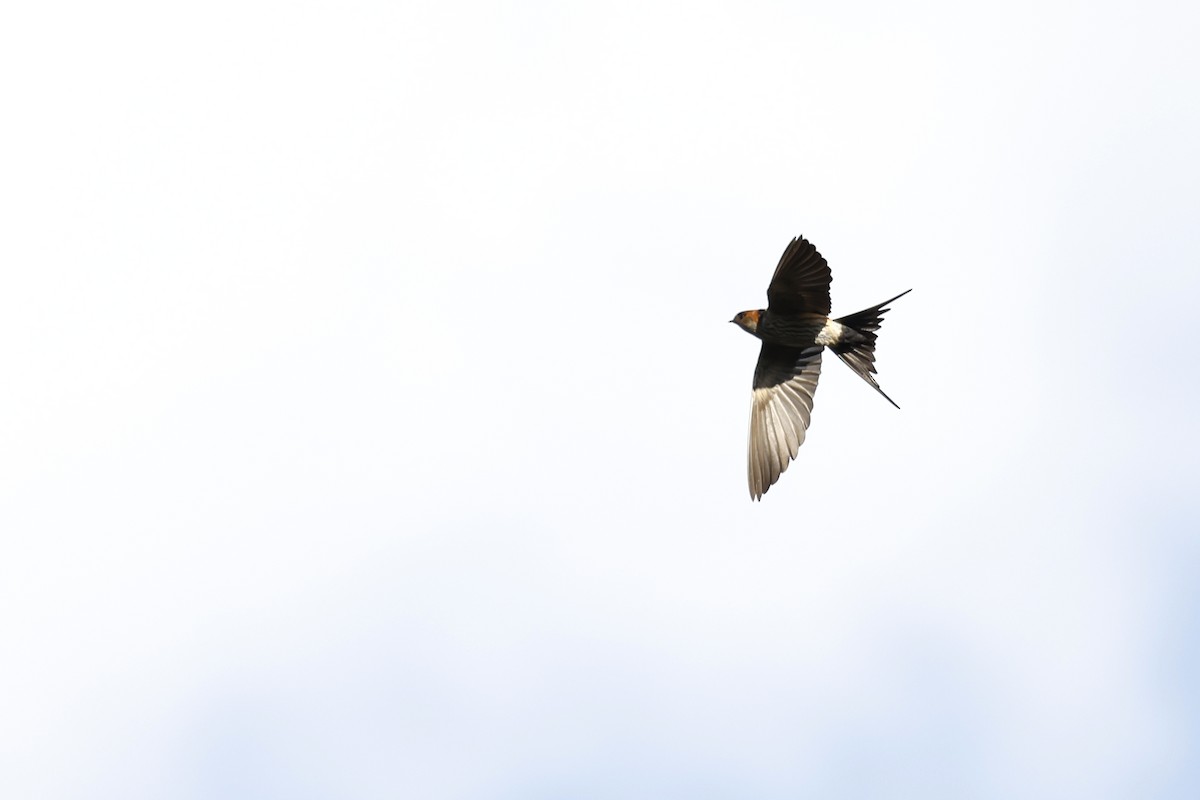 Striated Swallow - ML617036969