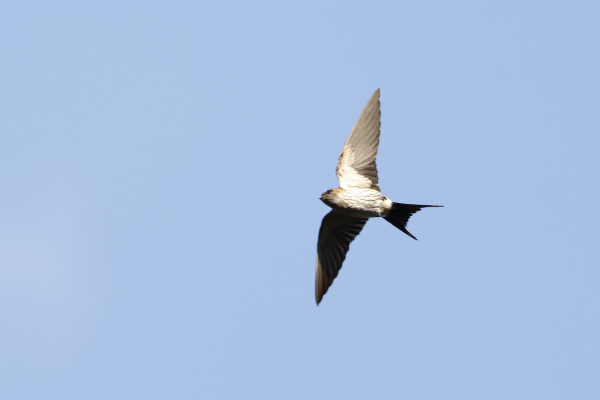 Striated Swallow - ML617036970