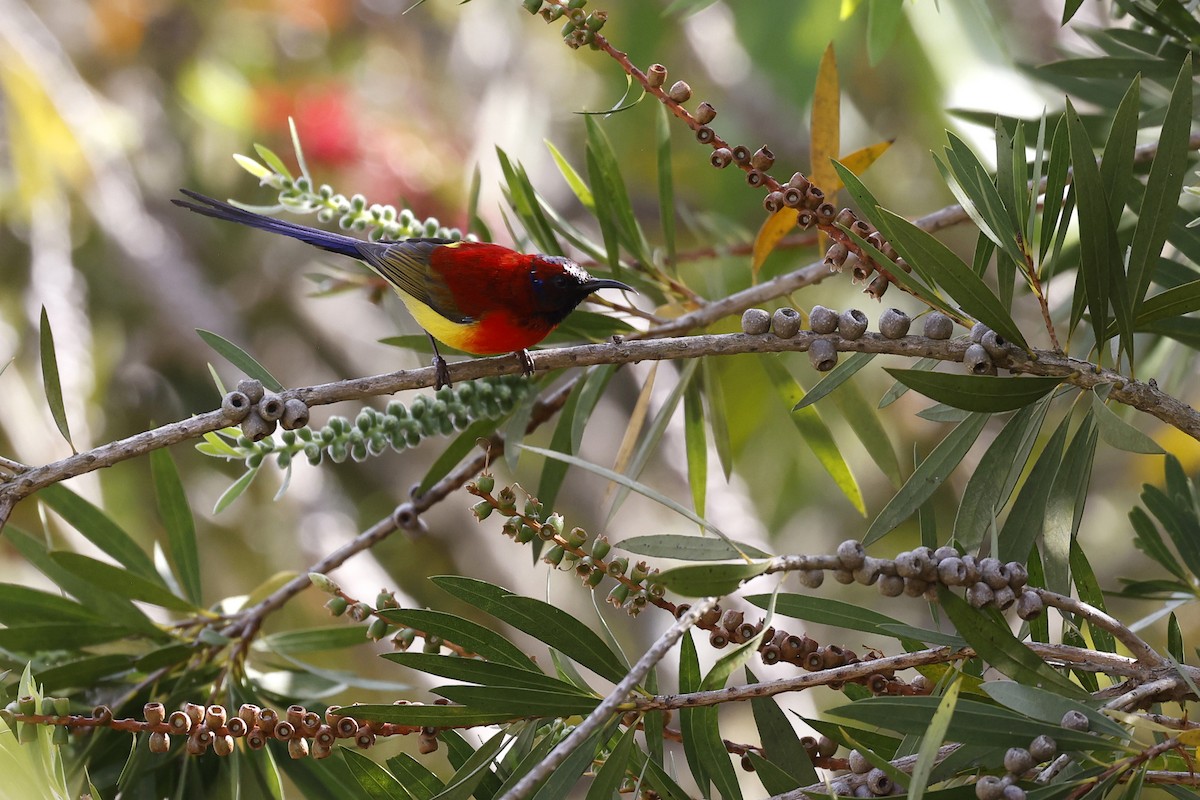Mrs. Gould's Sunbird (Scarlet-breasted) - ML617037029