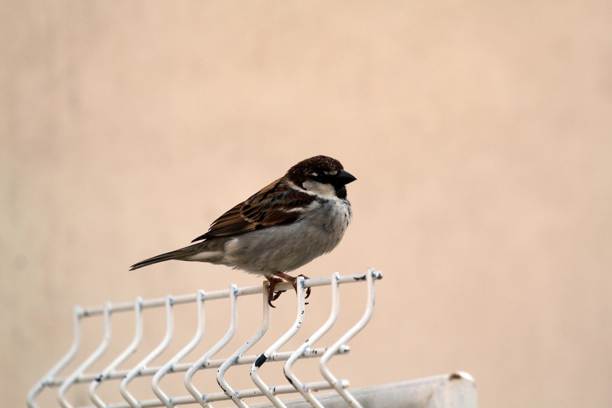 Italian Sparrow - ML617037030