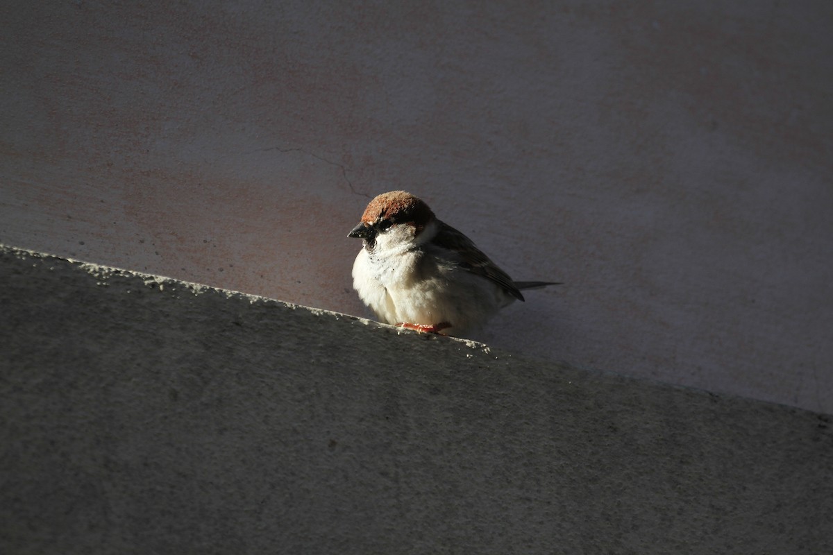 Italian Sparrow - Eduardo Soler