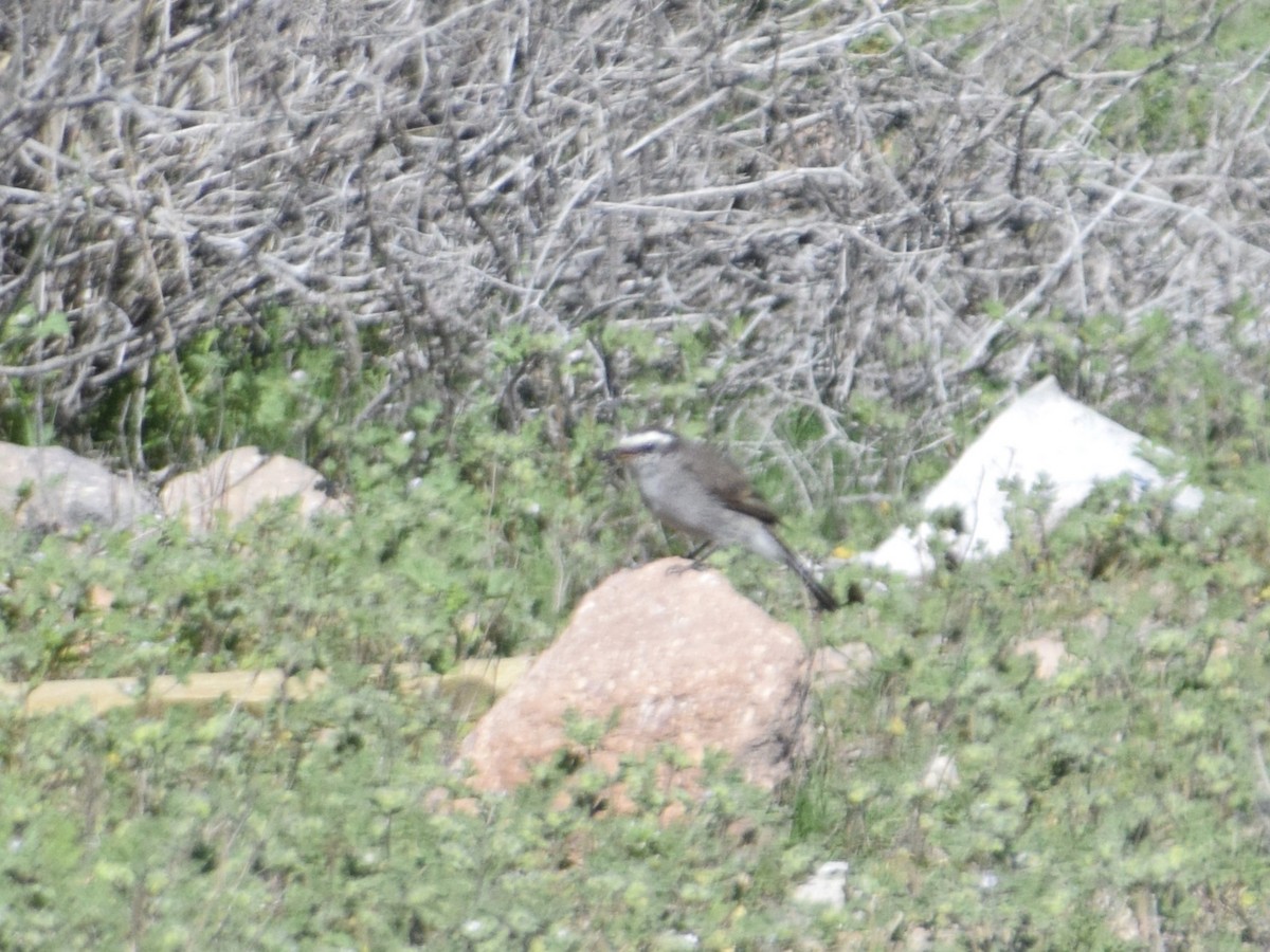 White-browed Chat-Tyrant - ML617037150