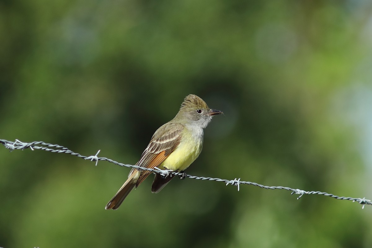 Great Crested Flycatcher - Vince Capp