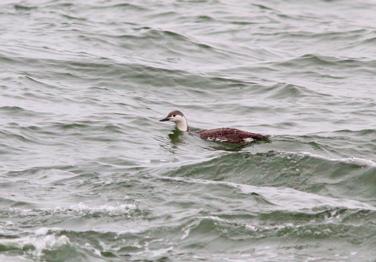 Red-throated Loon - ML617037281