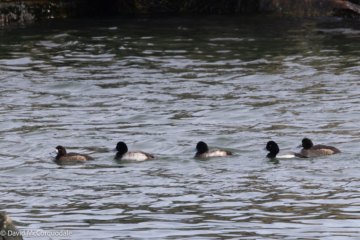 Greater Scaup - ML617037290