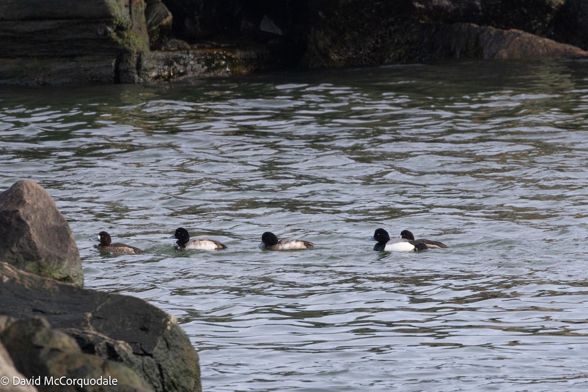 Greater Scaup - ML617037291