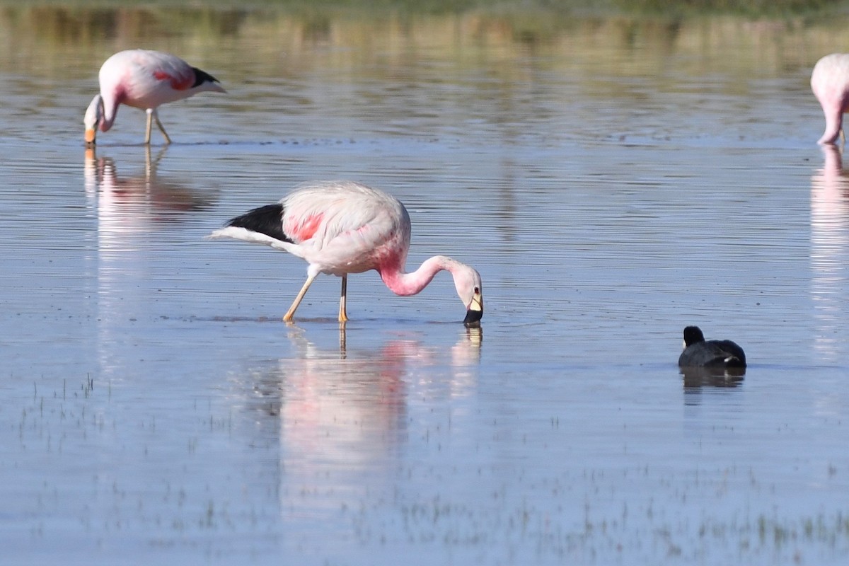 Andean Flamingo - ML617037296