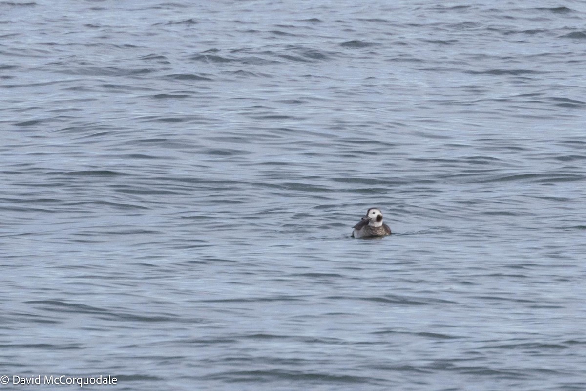 Long-tailed Duck - ML617037297