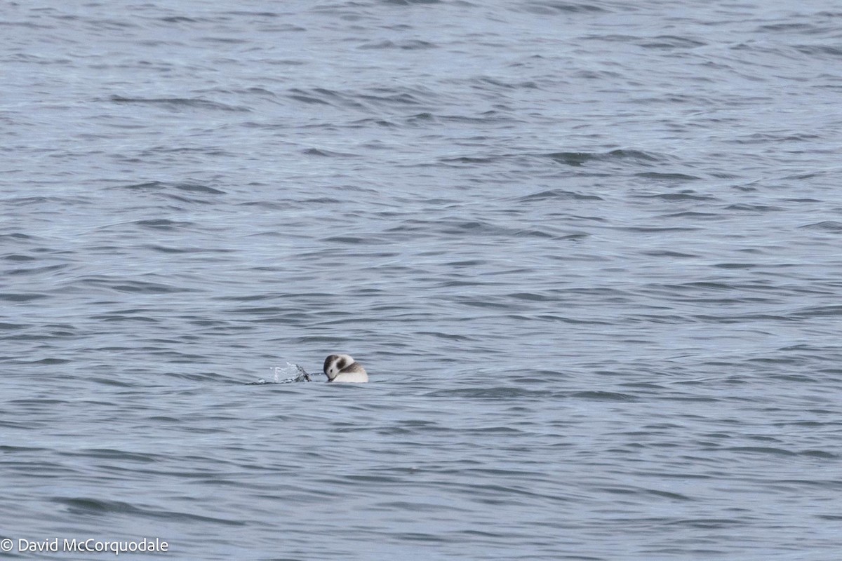 Long-tailed Duck - ML617037298