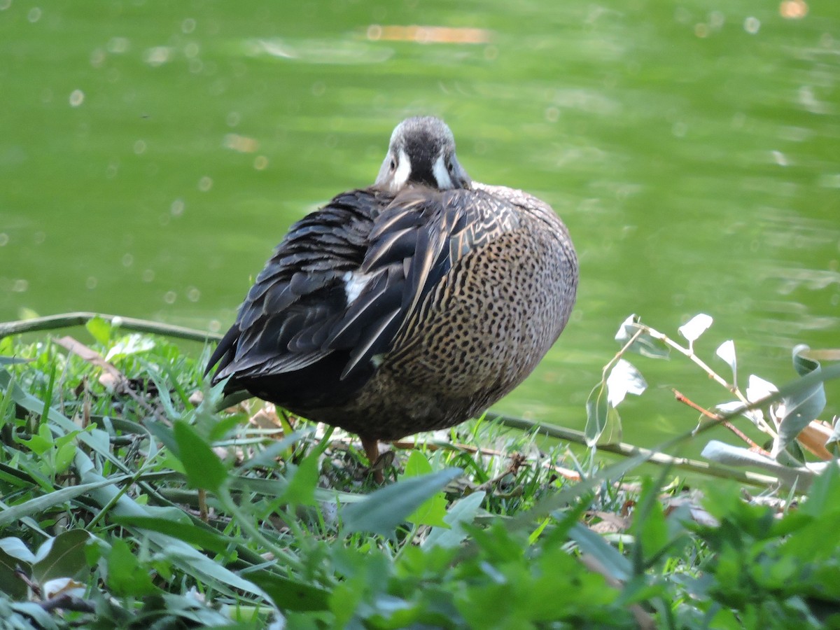Blue-winged Teal - ML617037305