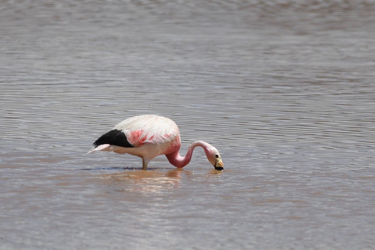 Andean Flamingo - ML617037363