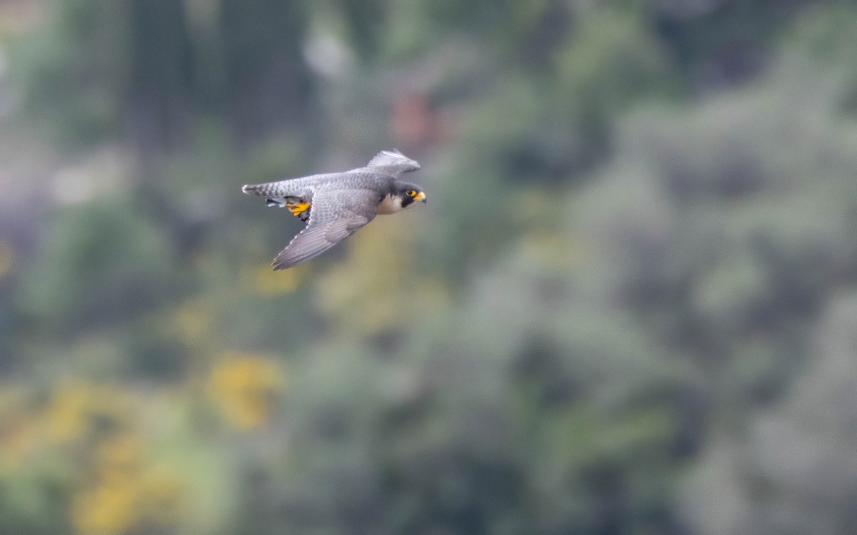 Peregrine Falcon (Mediterranean) - Andrés  Rojas Sánchez