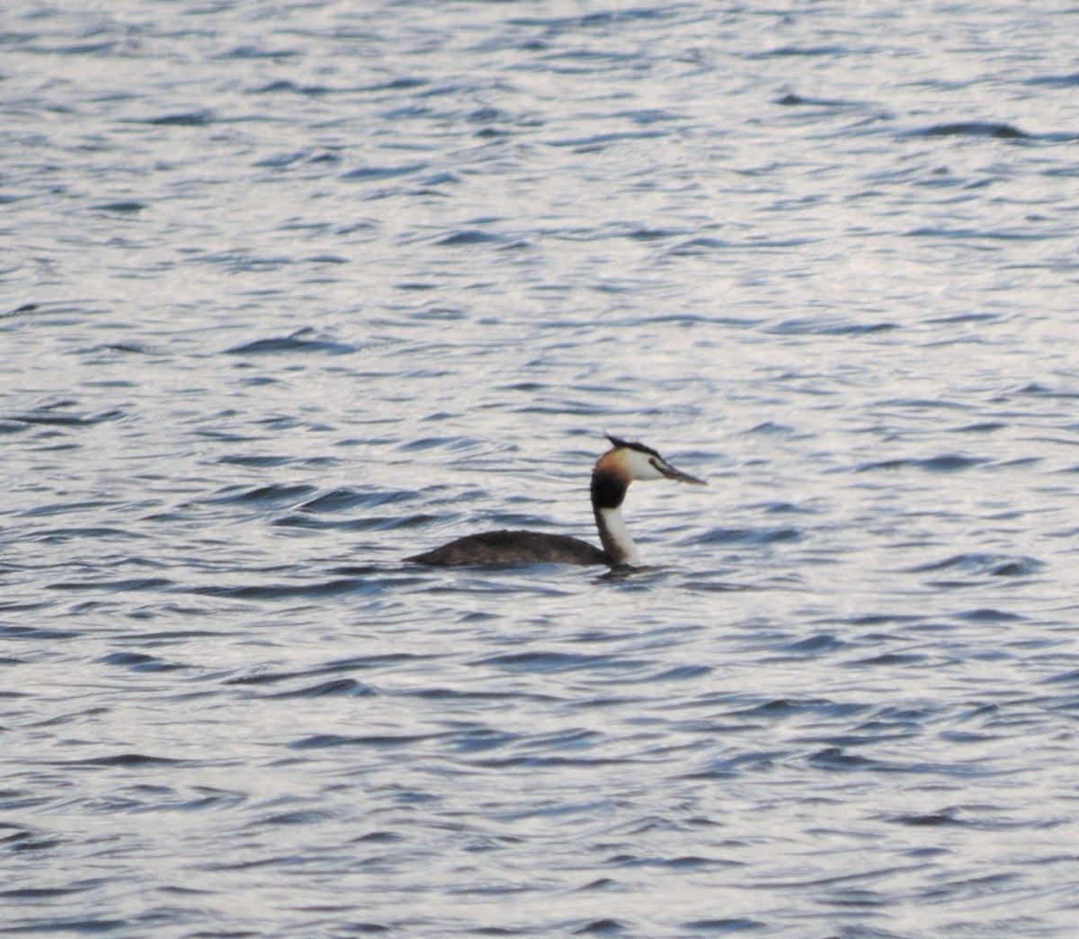 Great Crested Grebe - ML617037459