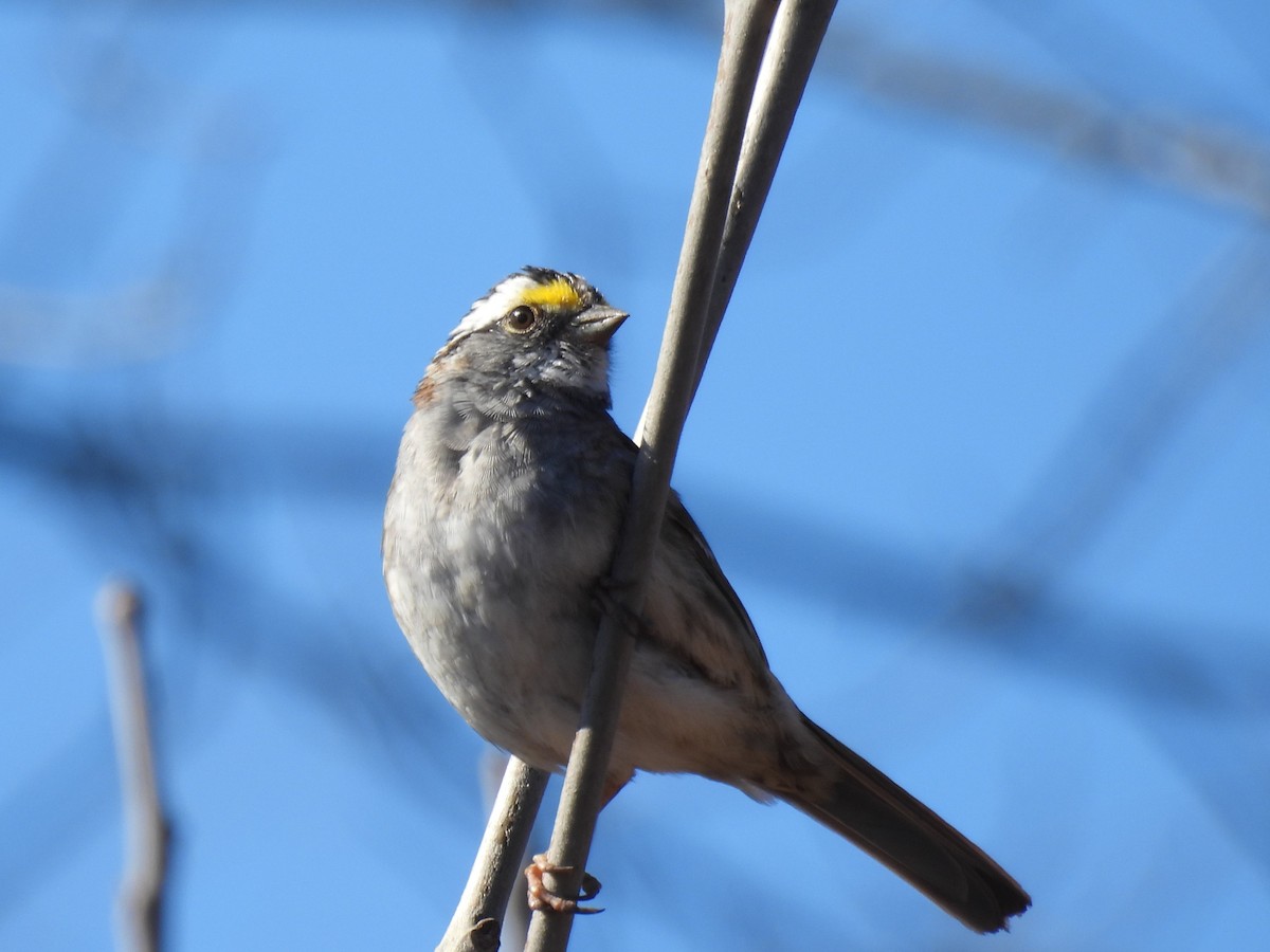 White-throated Sparrow - ML617037608