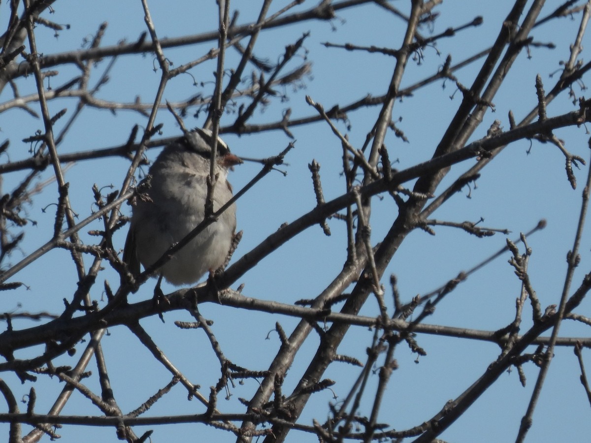 White-crowned Sparrow - ML617037624