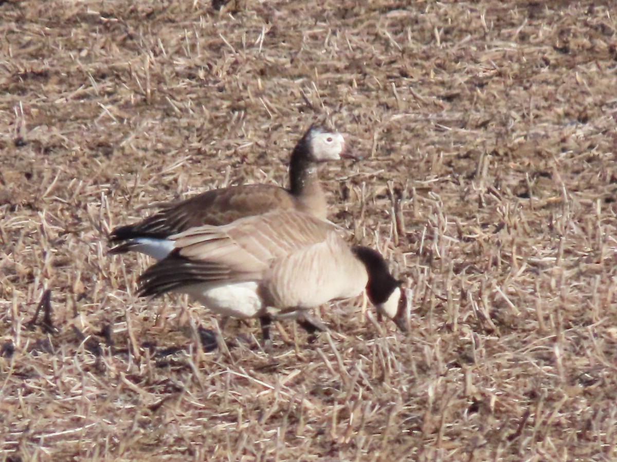 Snow x Cackling Goose (hybrid) - Herky Birder